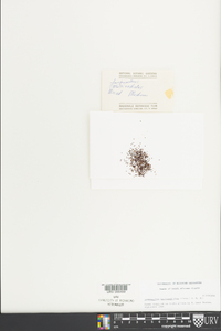 Lampranthus multiradiatus image