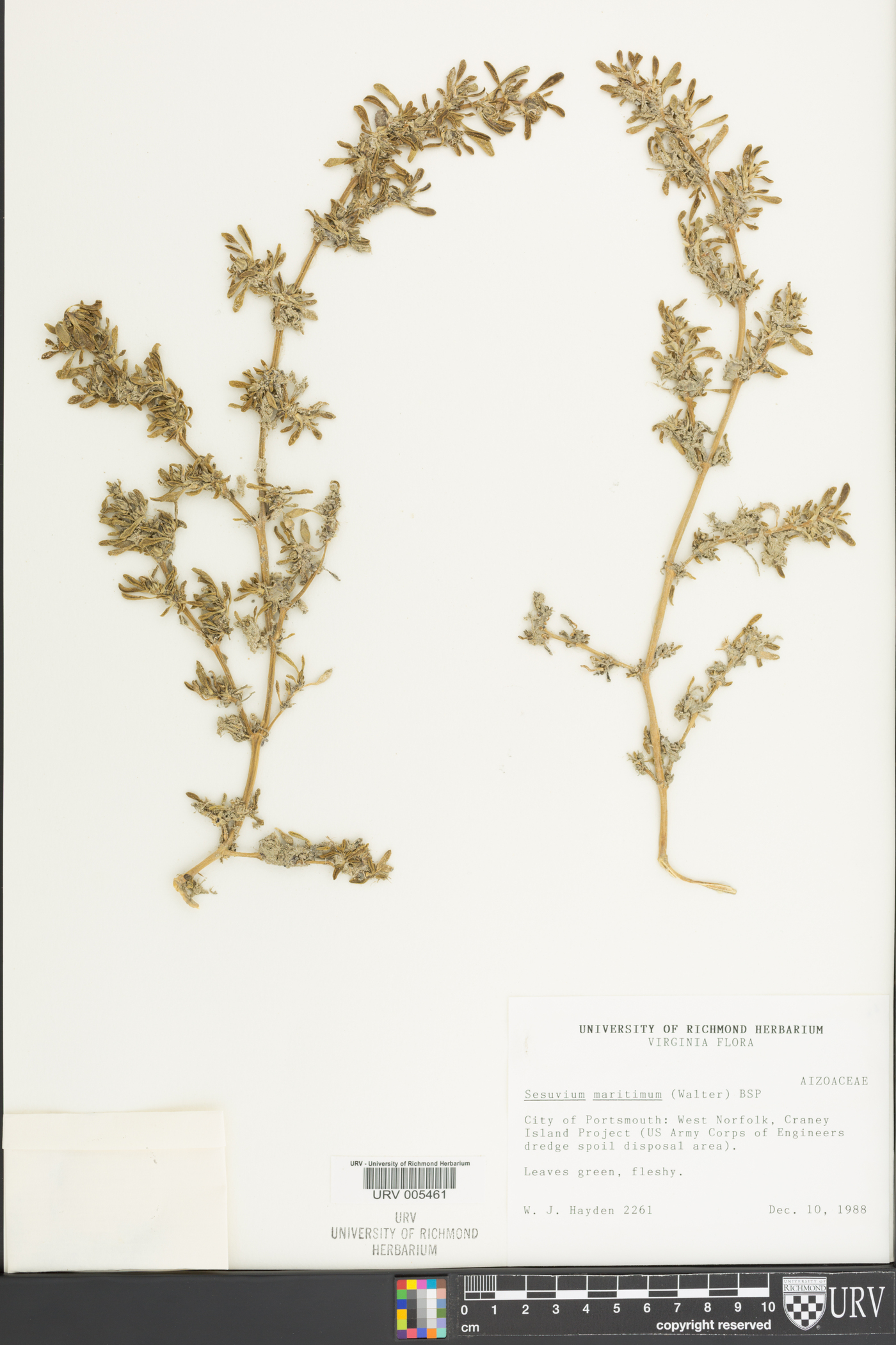 Sesuvium maritimum image