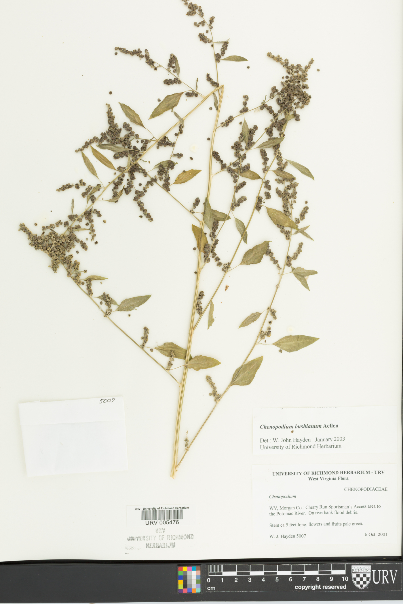 Chenopodium bushianum image