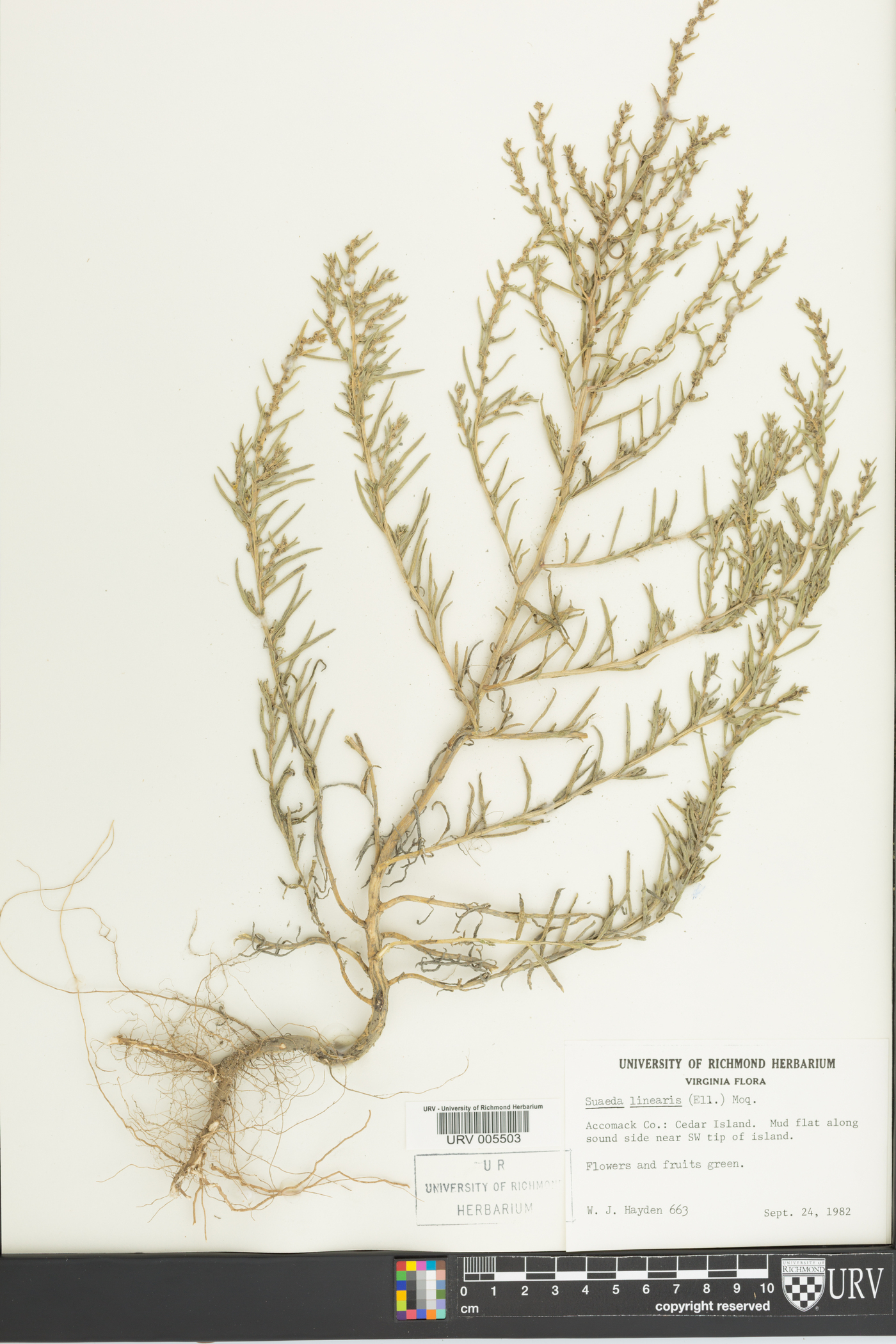 Suaeda linearis image