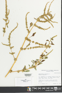 Amaranthus spinosus image