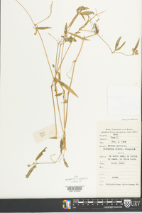 Image of Psilotrichum trichotomum