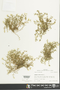 Arenaria leptoclados image