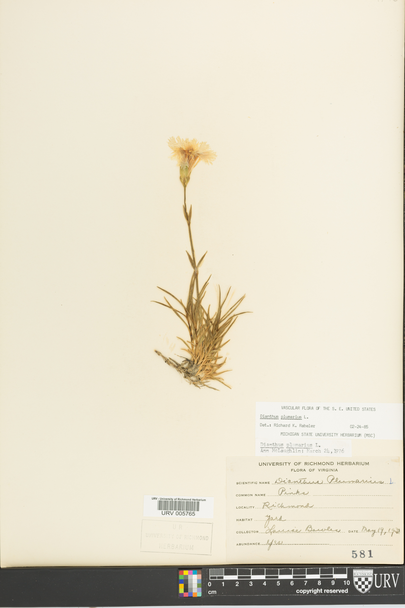 Dianthus plumarius image