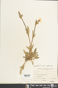 Silene latifolia image