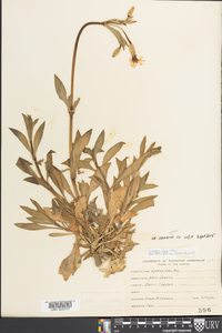 Silene latifolia image