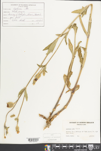 Silene latifolia image