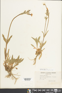 Silene latifolia image