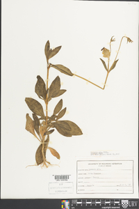 Silene latifolia image