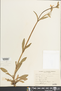 Silene latifolia image