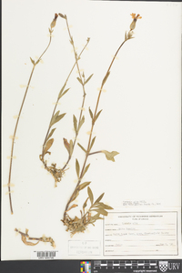 Silene latifolia image