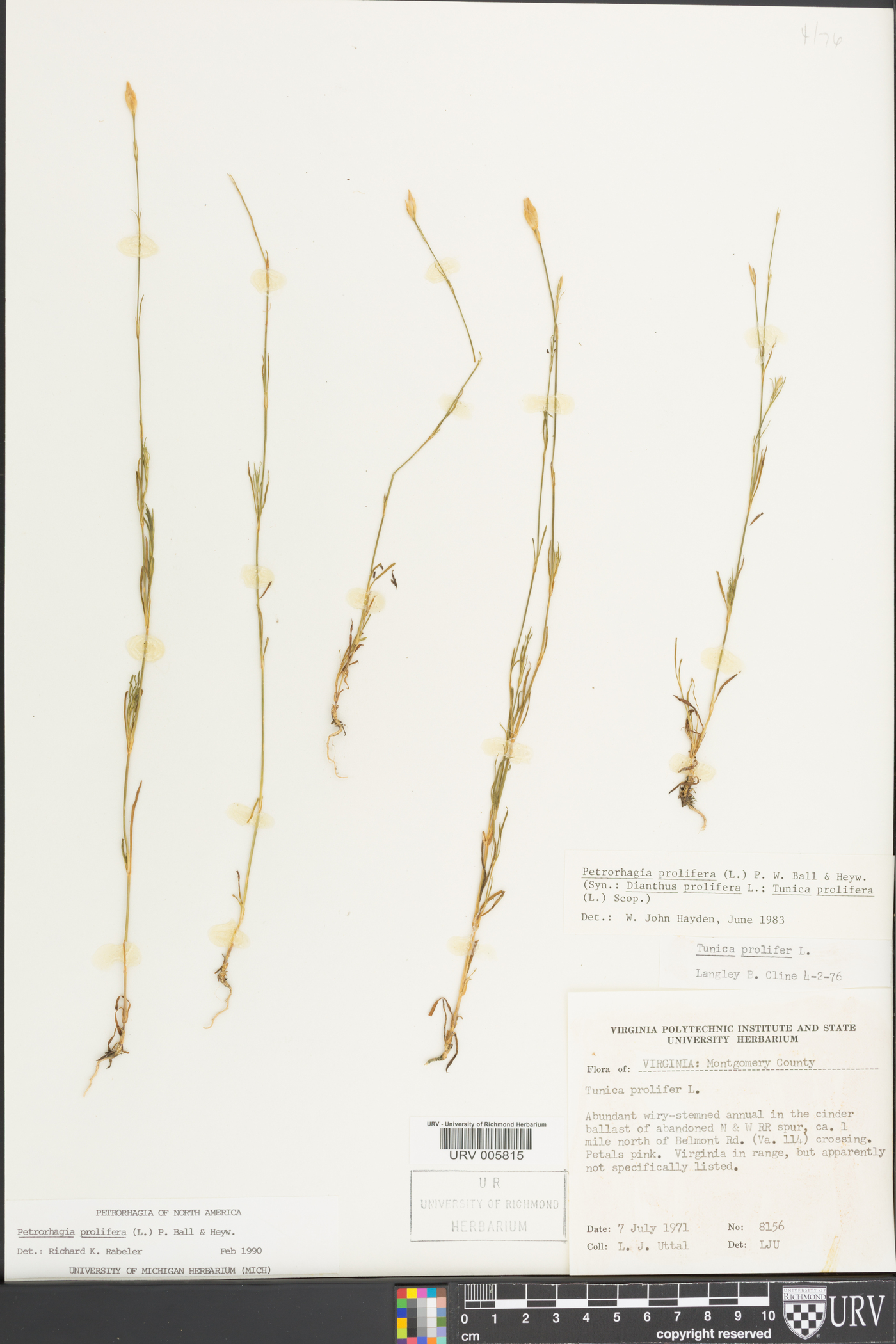 Petrorhagia prolifera image