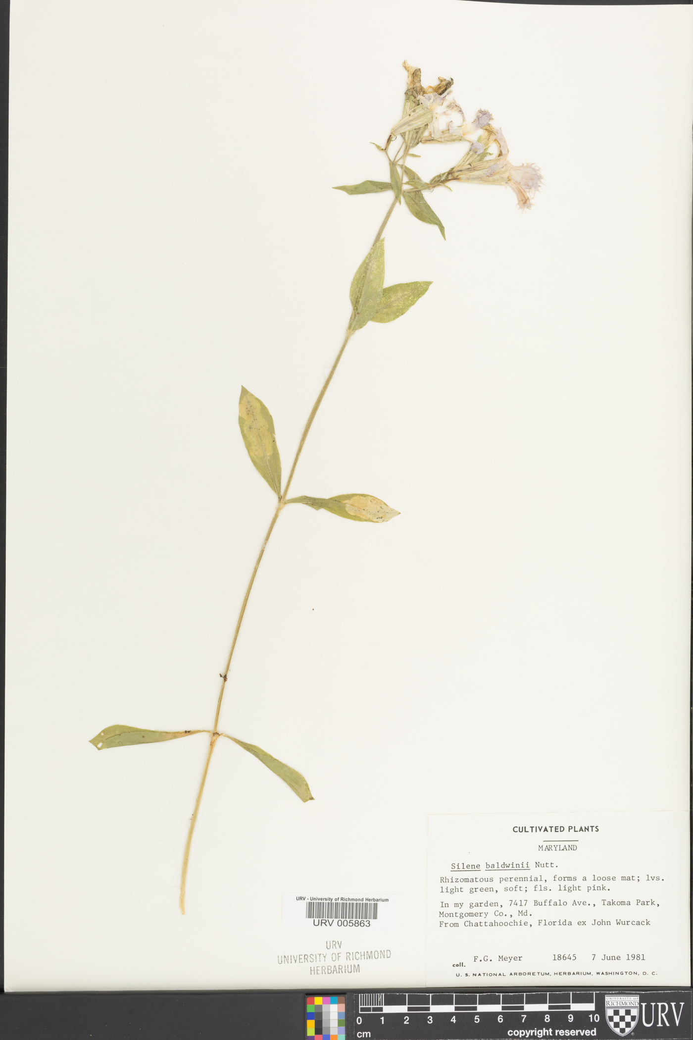 Silene catesbaei image