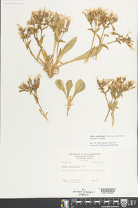 Silene caroliniana subsp. pensylvanica image