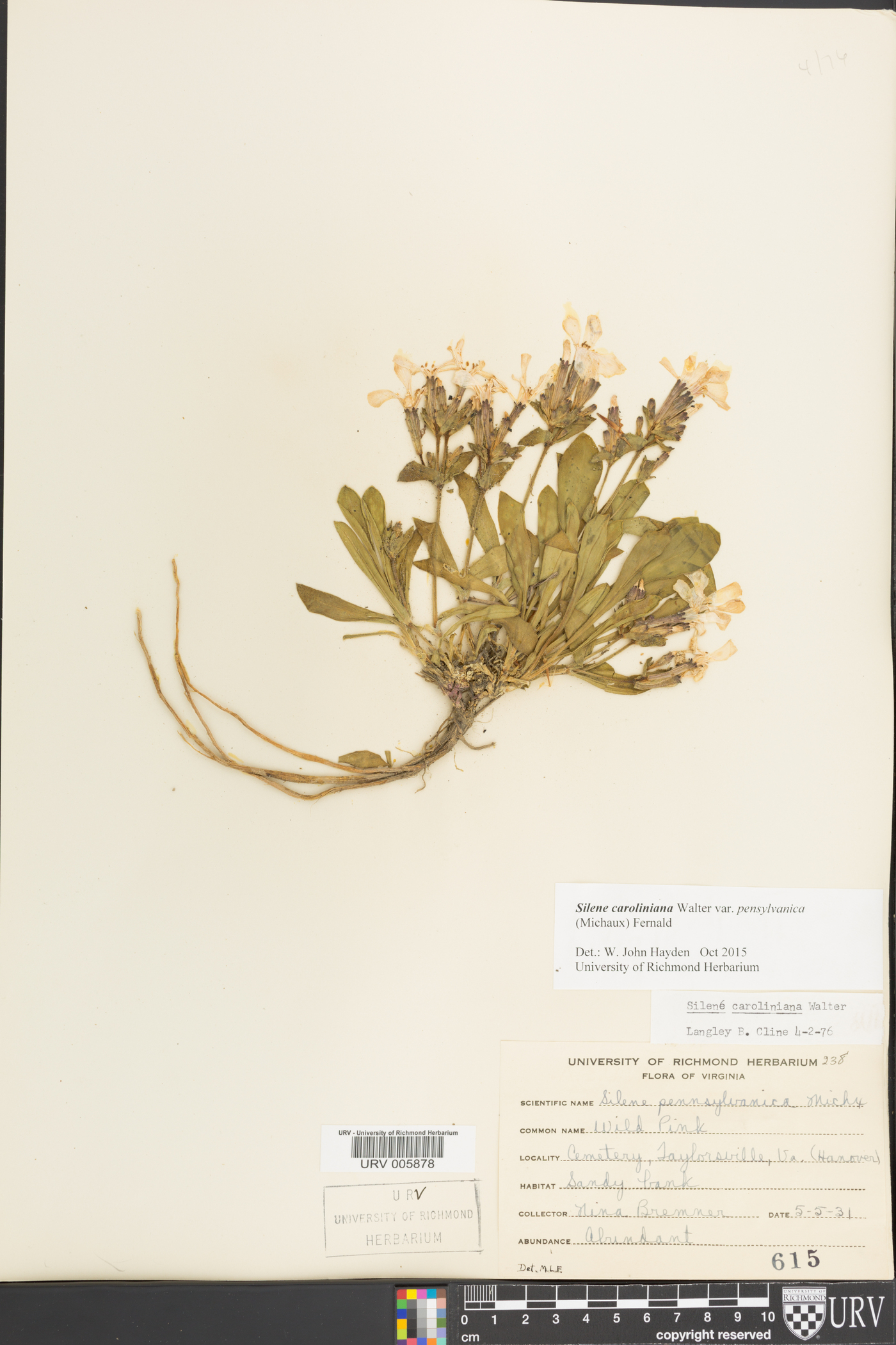 Silene caroliniana subsp. pensylvanica image