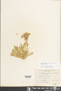 Silene caroliniana subsp. pensylvanica image