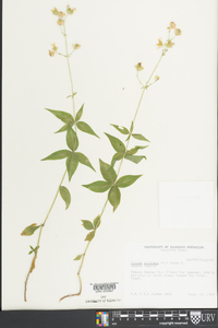 Silene stellata image