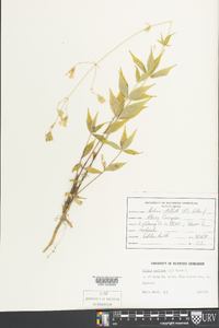 Silene stellata image