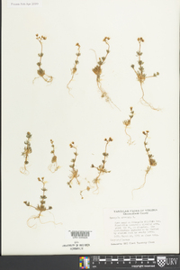 Spergula arvensis image