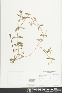 Stellaria pubera image