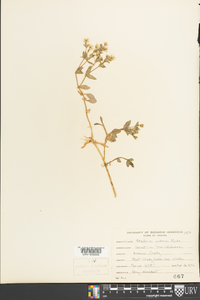 Stellaria pubera image