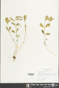 Stellaria pubera image