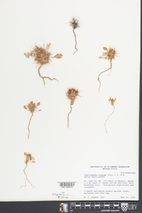 Chorizanthe rigida image