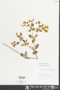 Eriogonum tomentosum image