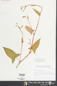 Persicaria arifolia image