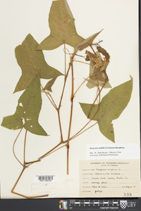 Persicaria arifolia image