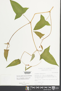 Persicaria arifolia image