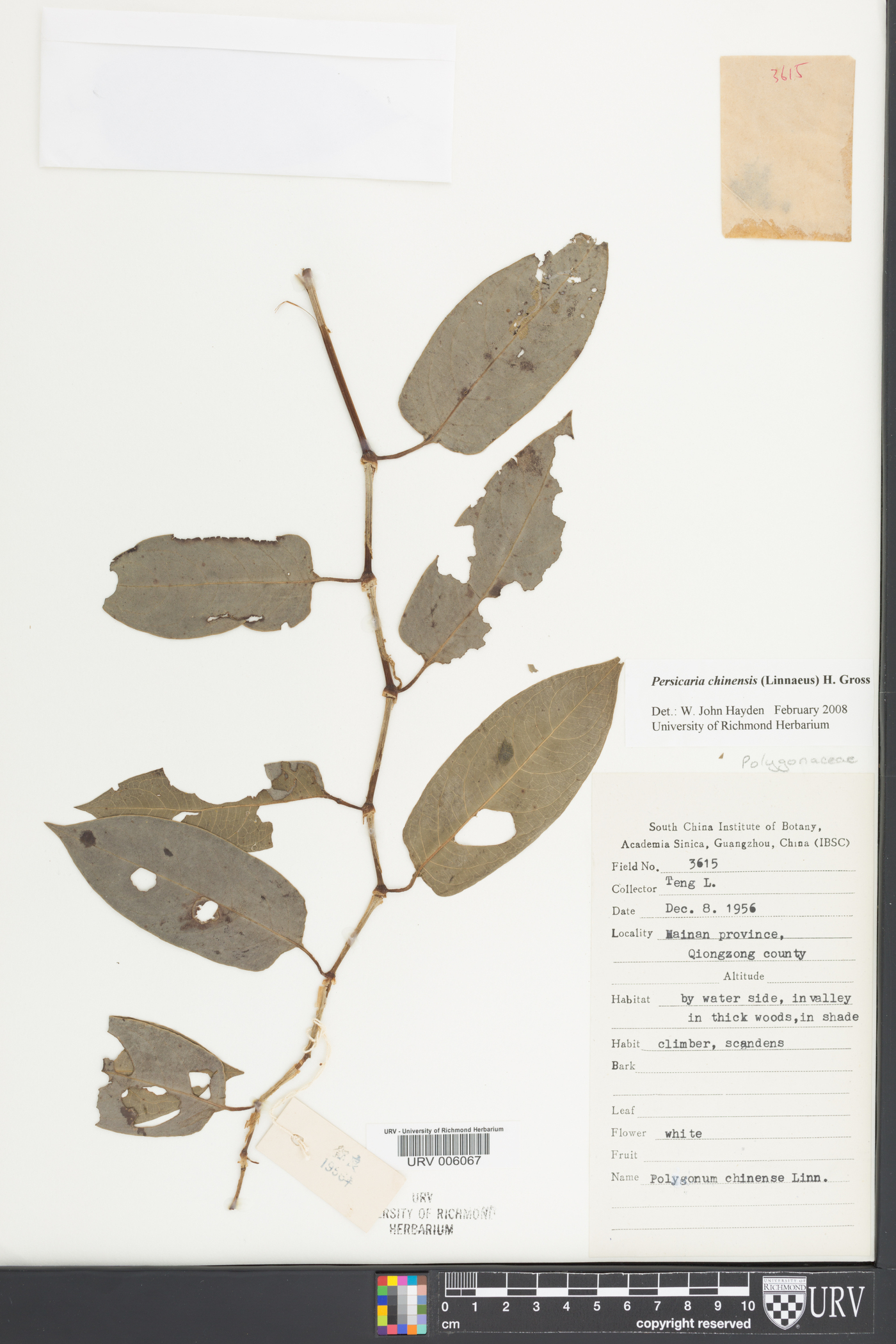 Persicaria chinensis image