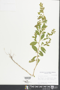 Polygonum erectum image