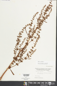 Rumex verticillatus image