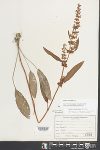 Rumex verticillatus image