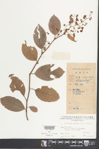 Tetracera sarmentosa image
