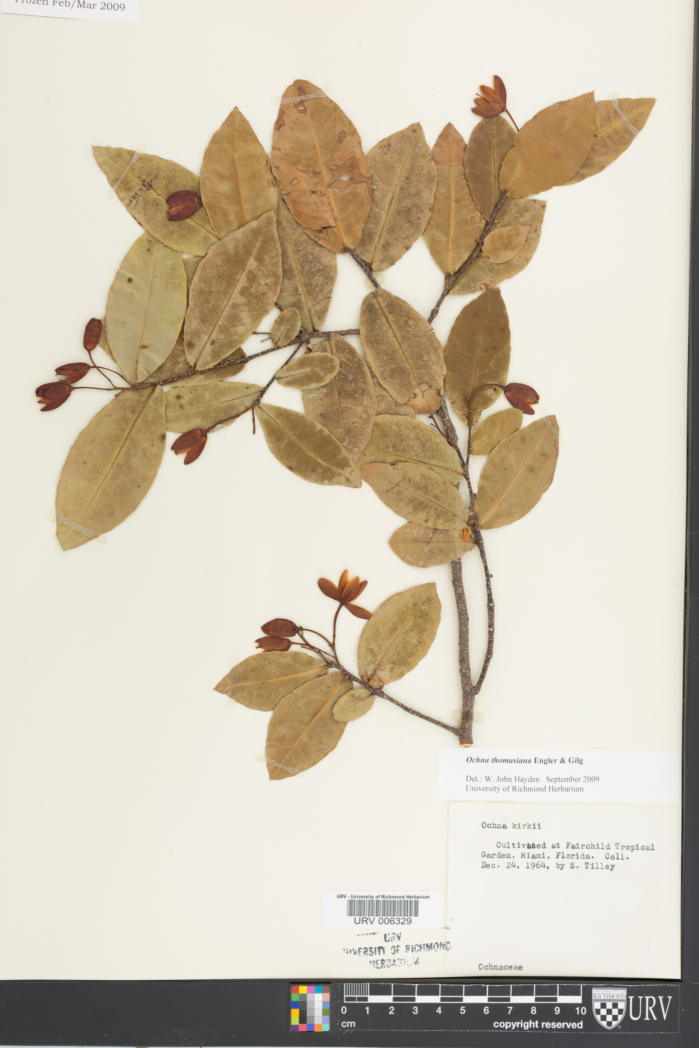 Ochna thomasiana image