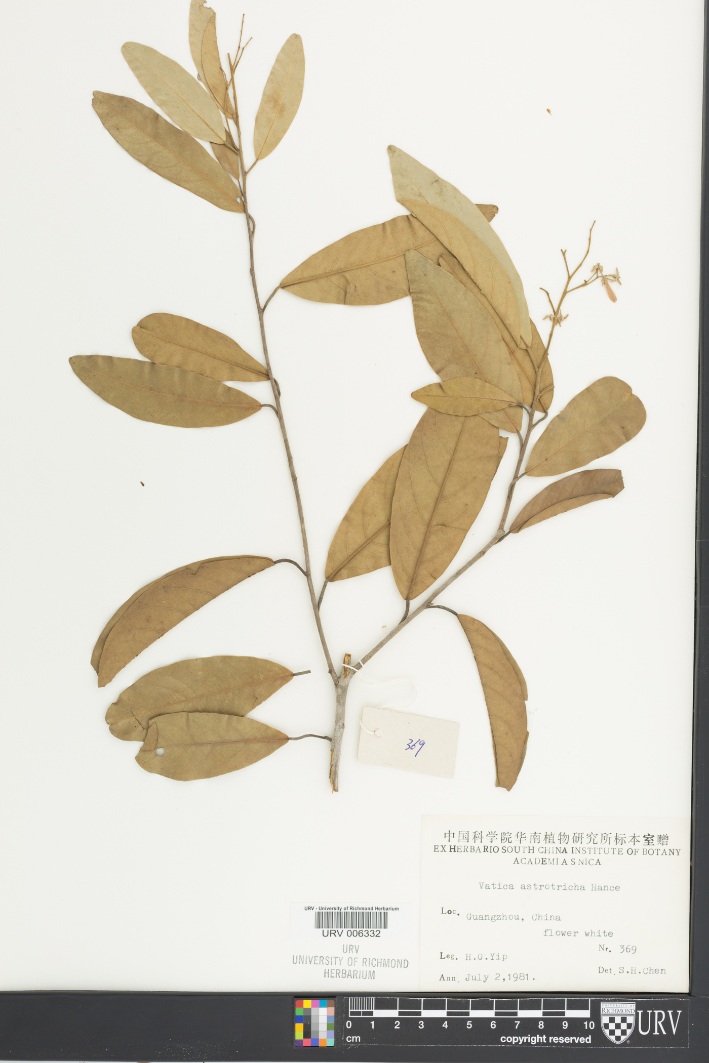Vatica odorata subsp. odorata image
