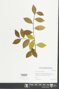 Camellia sasanqua image