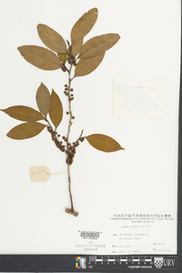 Eurya cerasifolia image