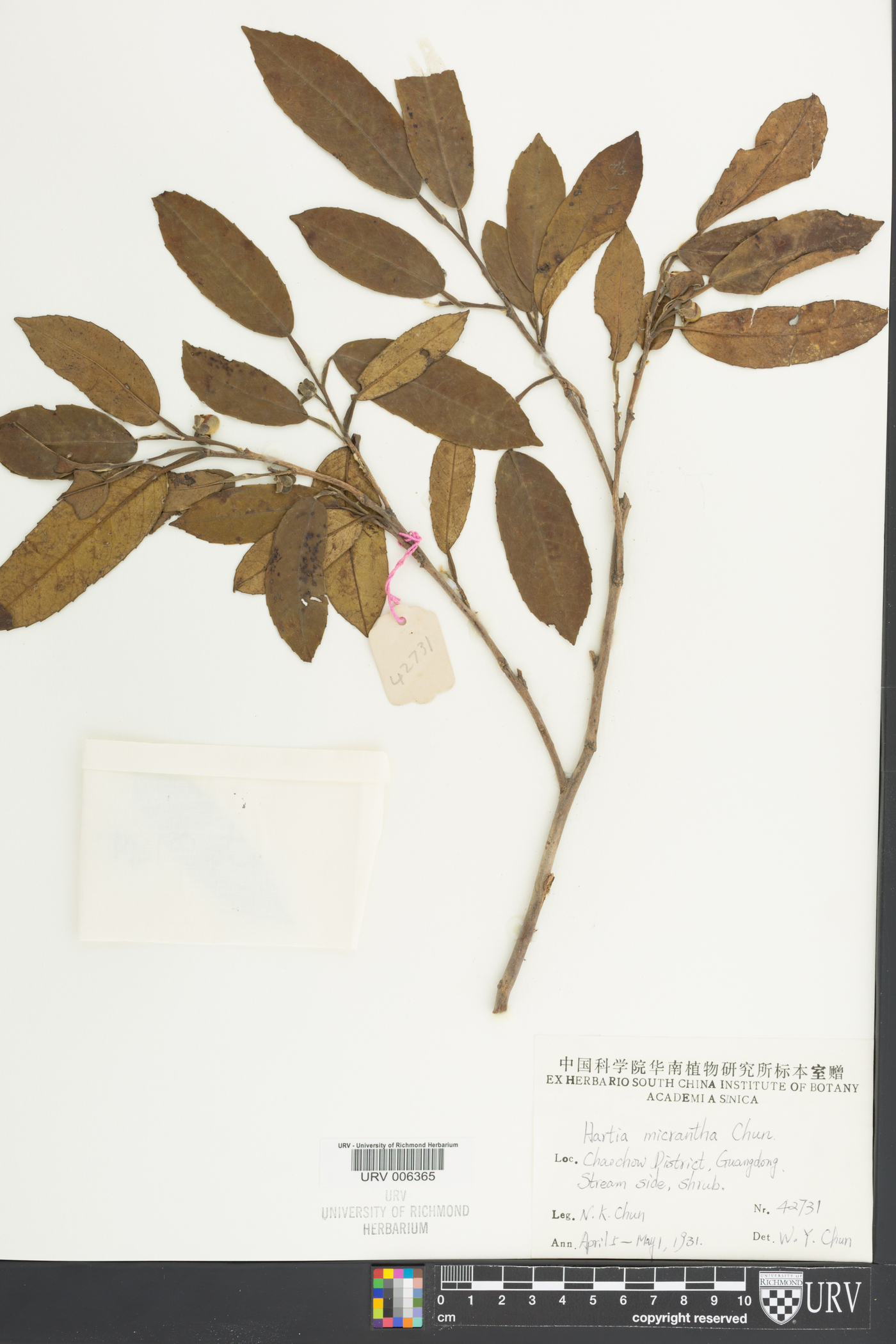 Stewartia micrantha image