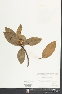 Schima wallichii subsp. wallichii image