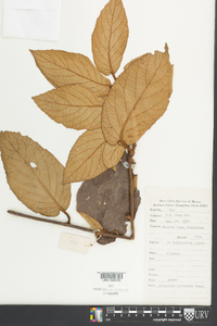 Actinidia fulvicoma image