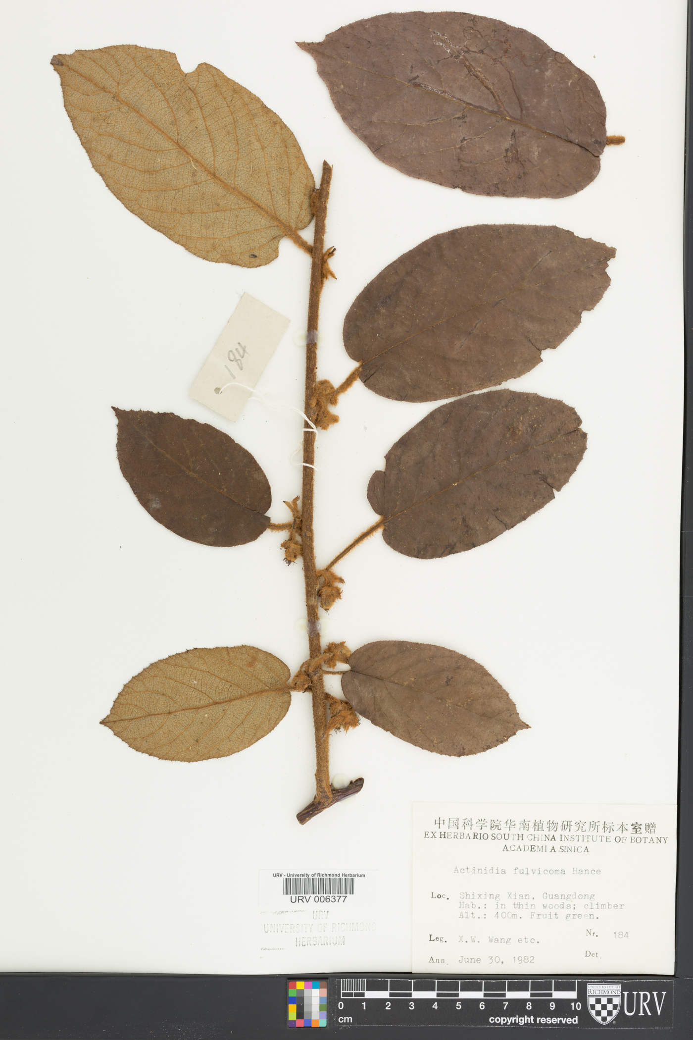 Actinidia fulvicoma image