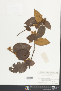 Actinidia fulvicoma image