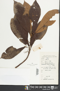 Saurauia tristyla image