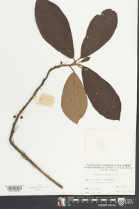 Saurauia tristyla image