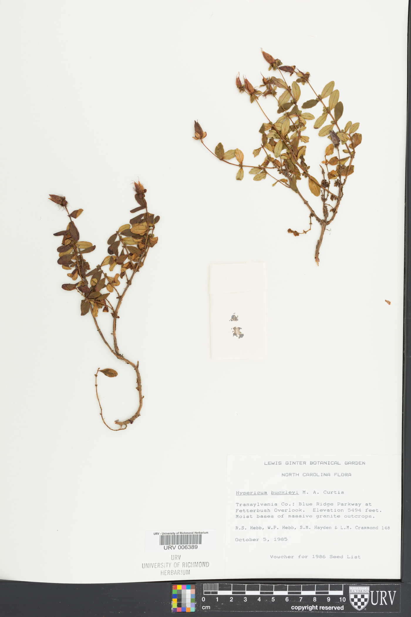Hypericum buckleyi image
