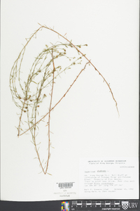 Hypericum canadense image