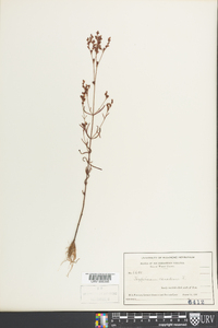 Hypericum canadense image